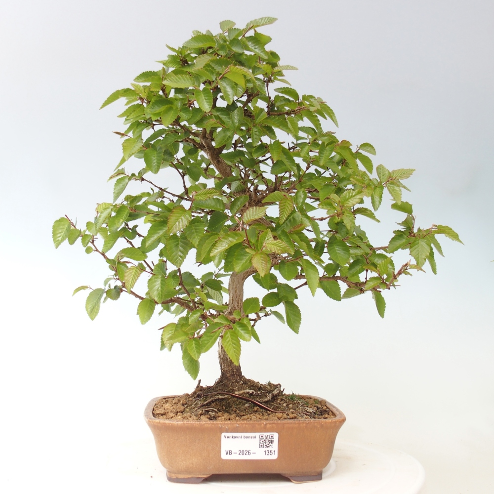 Bonsaï d'extérieur -Carpinus CARPINOIDES - Charme de Corée