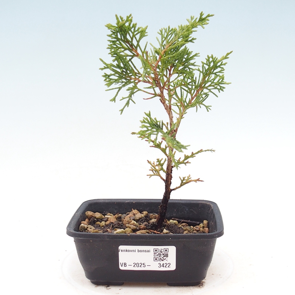 Bonsaï d'extérieur - Juniperus chinensis Itoigawa