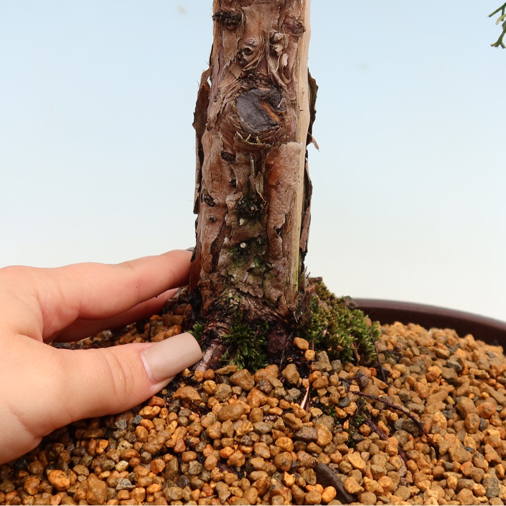 Bonsaï d'extérieur - Juniperus chinensis Kishu