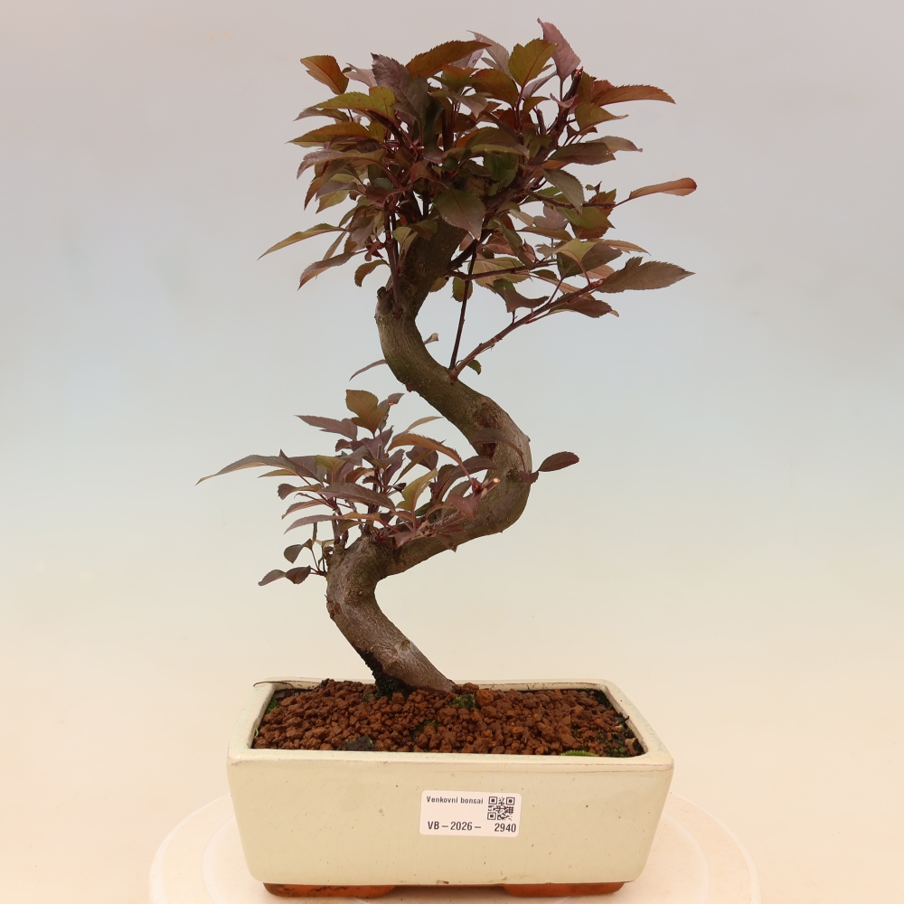 Bonsaï d'extérieur -Malus domestica - Pommier à petits fruits et à feuilles rouges