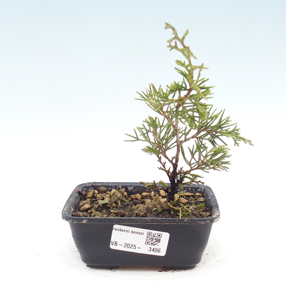 Bonsaï d'extérieur - Juniperus chinensis Itoigawa