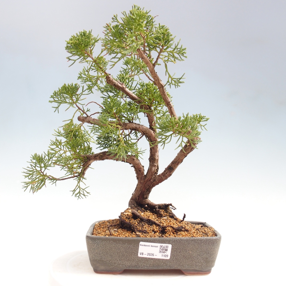 Bonsaï d'extérieur - Juniperus chinensis Kishu