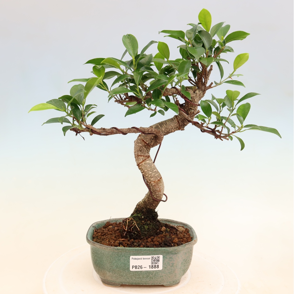 Salle bonsaï - Ficus retusa - ficus à petites feuilles
