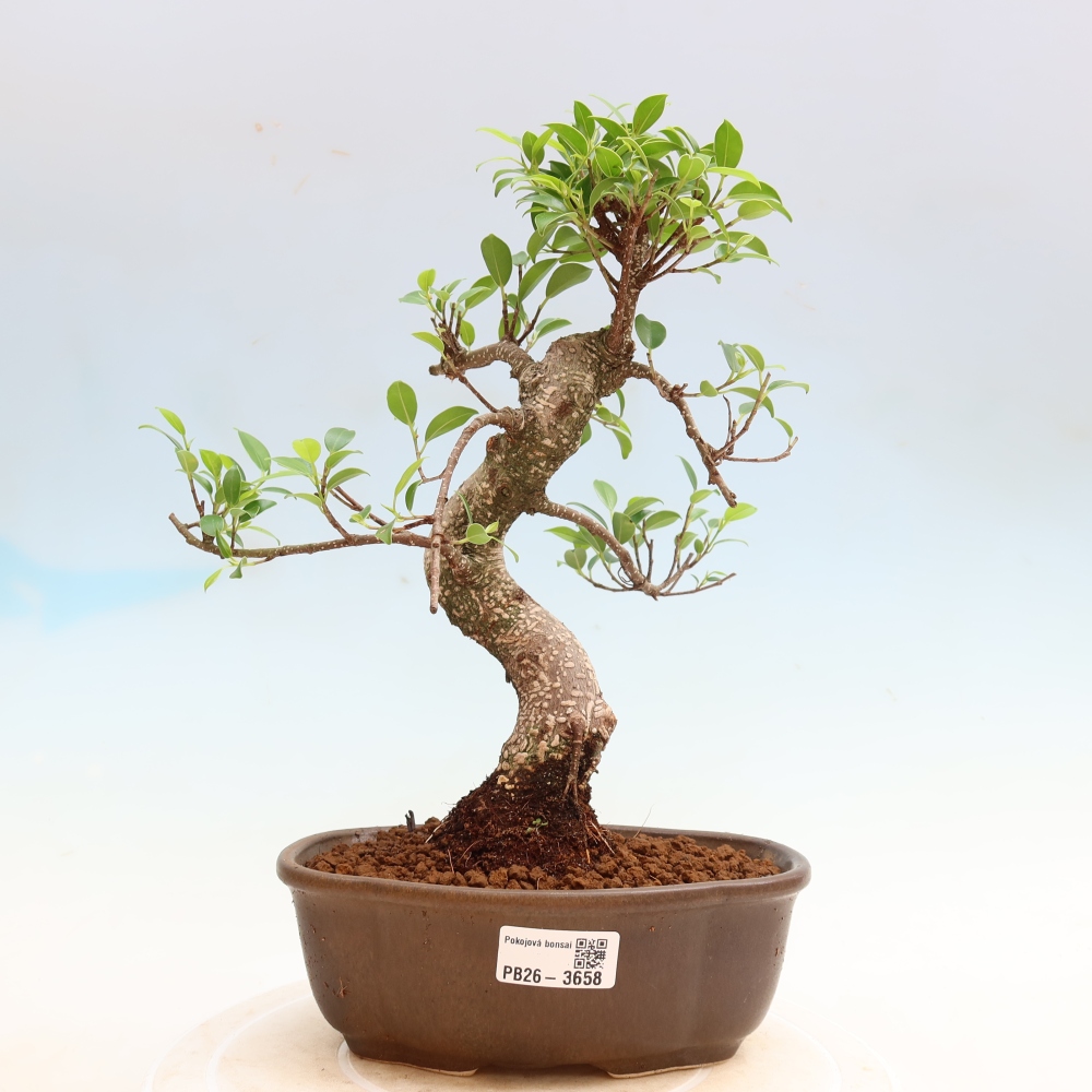 Salle bonsaï - Ficus kimmen - ficus à petites feuilles