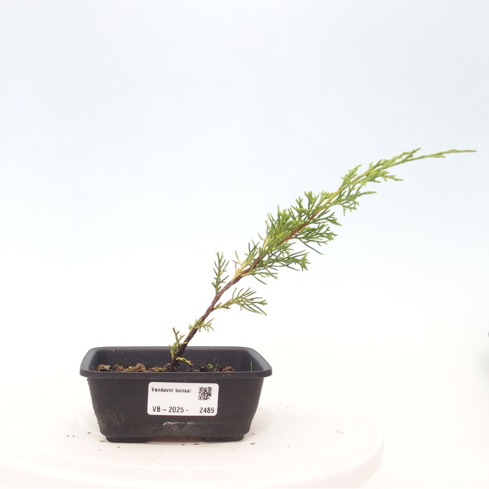 Bonsaï d'extérieur - Juniperus chinensis Itoigawa