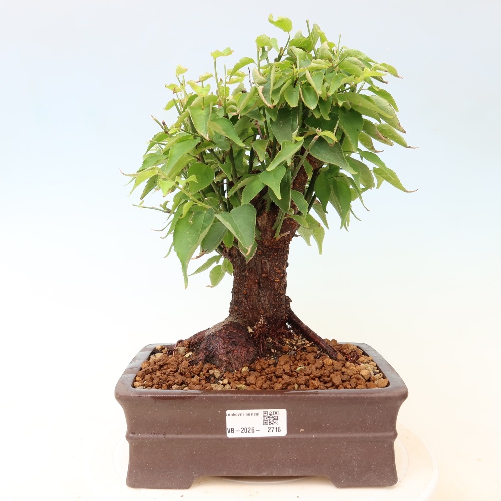 Bonsaï d'extérieur - Abricotier japonais - Prunus Mume