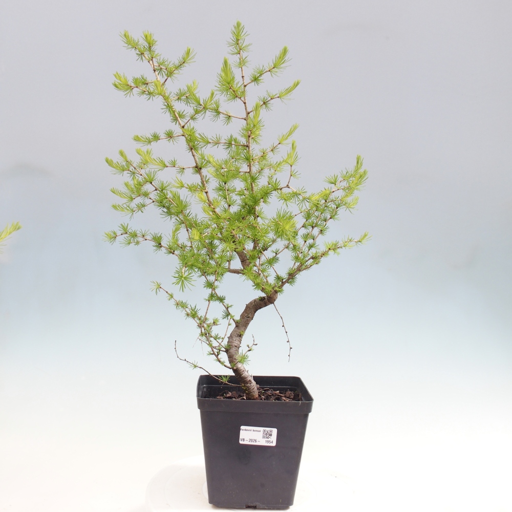 Bonsaï d'extérieur -Larix decidua - Mélèze