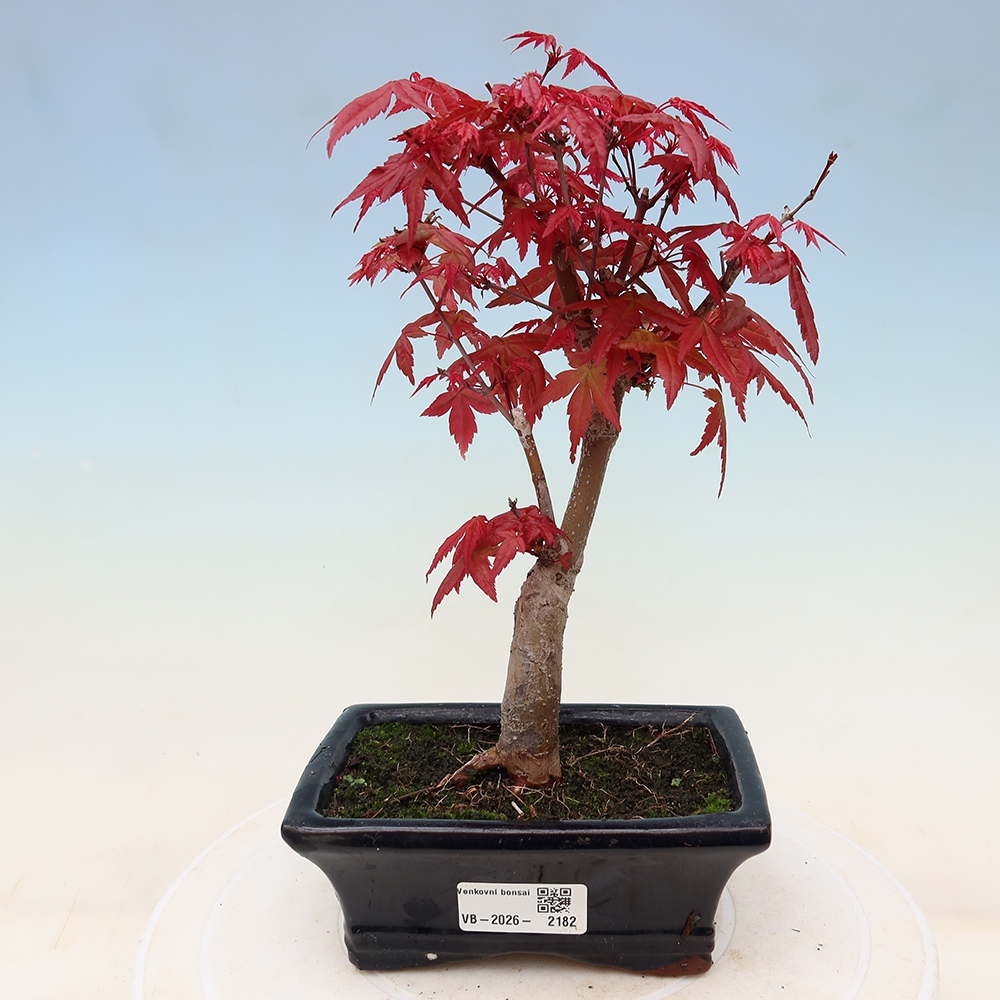 Bonsaï d'extérieur - Acer palmatum DESHOJO