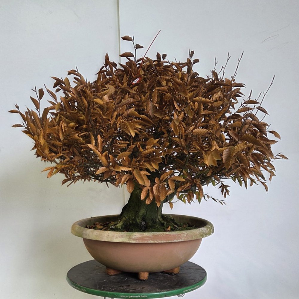 Bonsaï d'extérieur - Fagus crenata