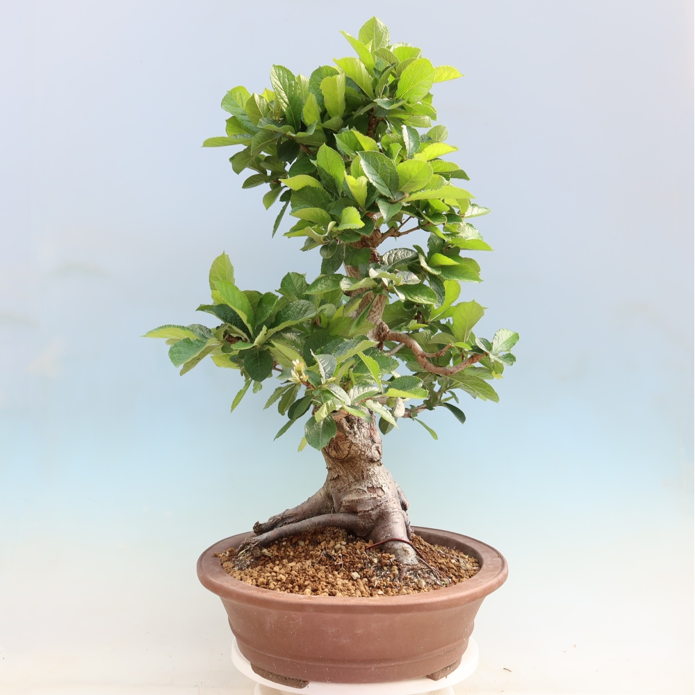 Bonsaï d'extérieur - Photinia villosa