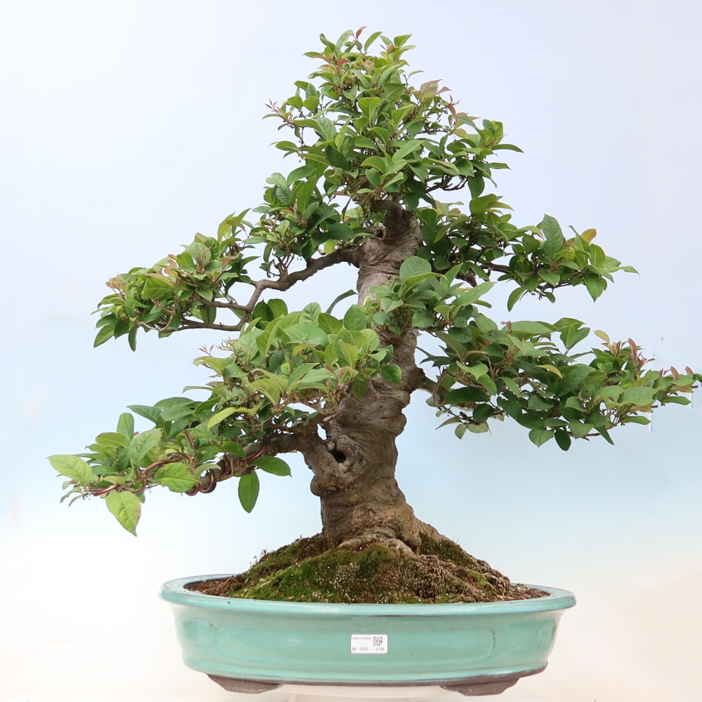 Bonsaï d'extérieur - Ilex serrata - houx dentelé