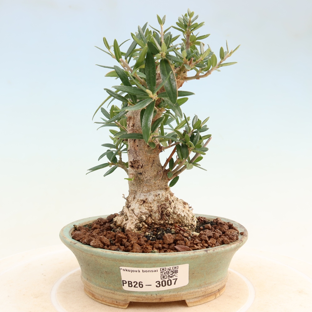 Bonsaï d'intérieur - Olea europaea sylvestris