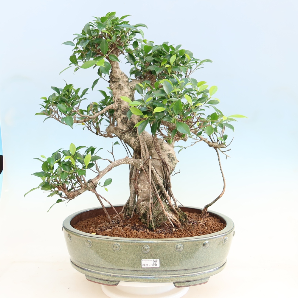Salle bonsaï - Ficus kimmen - ficus à petites feuilles