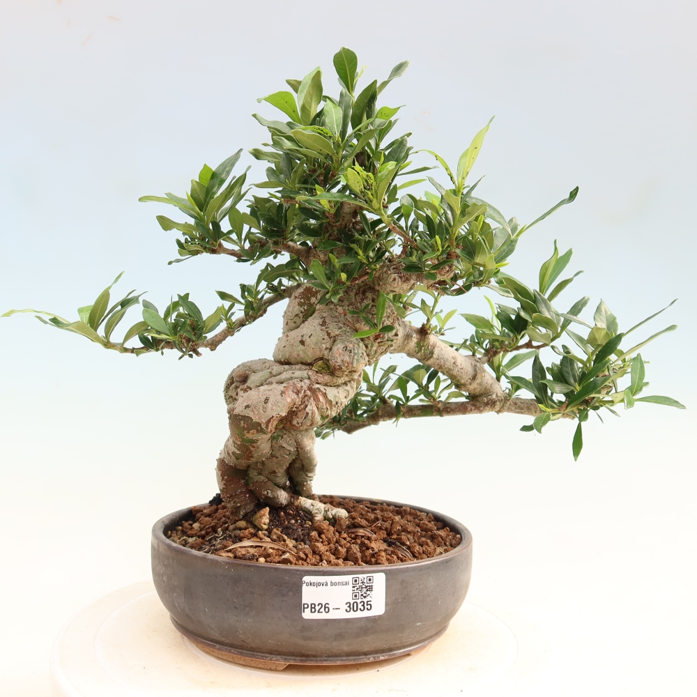 Bonsaï de chambre - Gardenia jasminoides-Gardenia