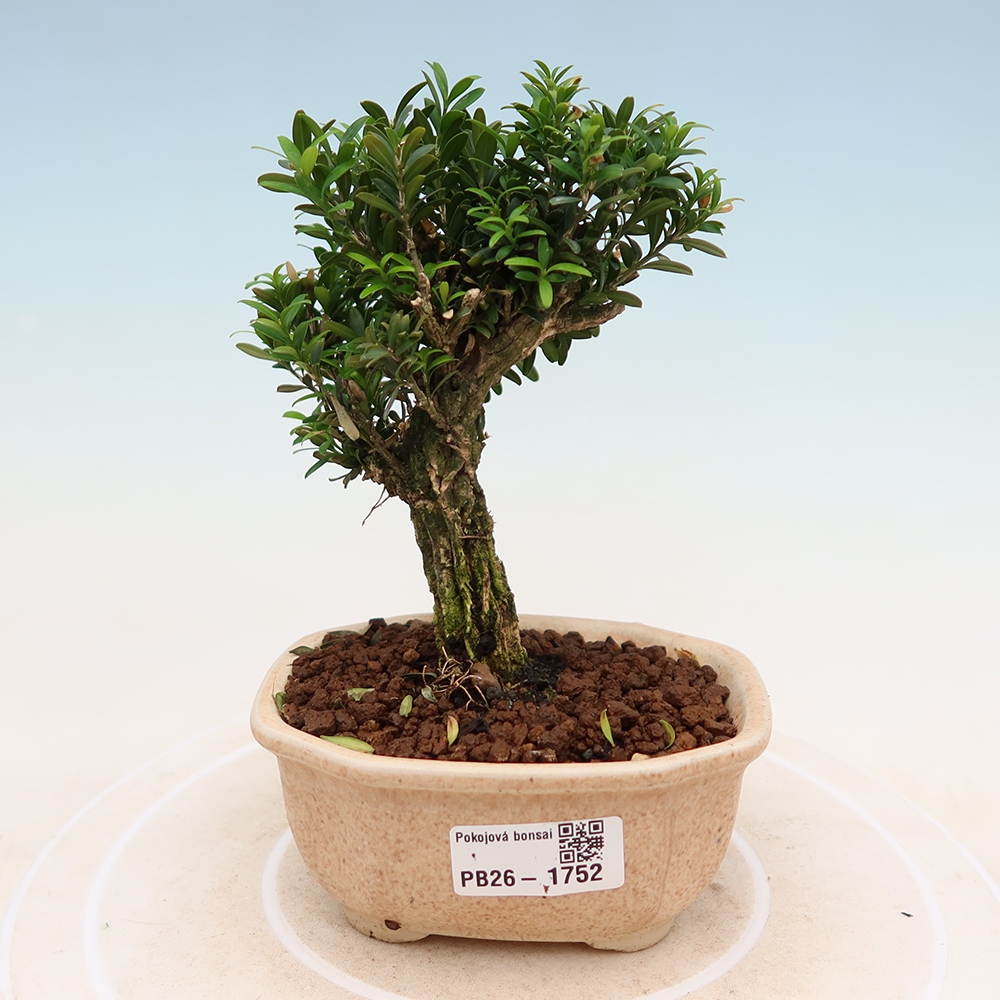 Bonsaï de chambre - Buxus harlandii - buxus liège