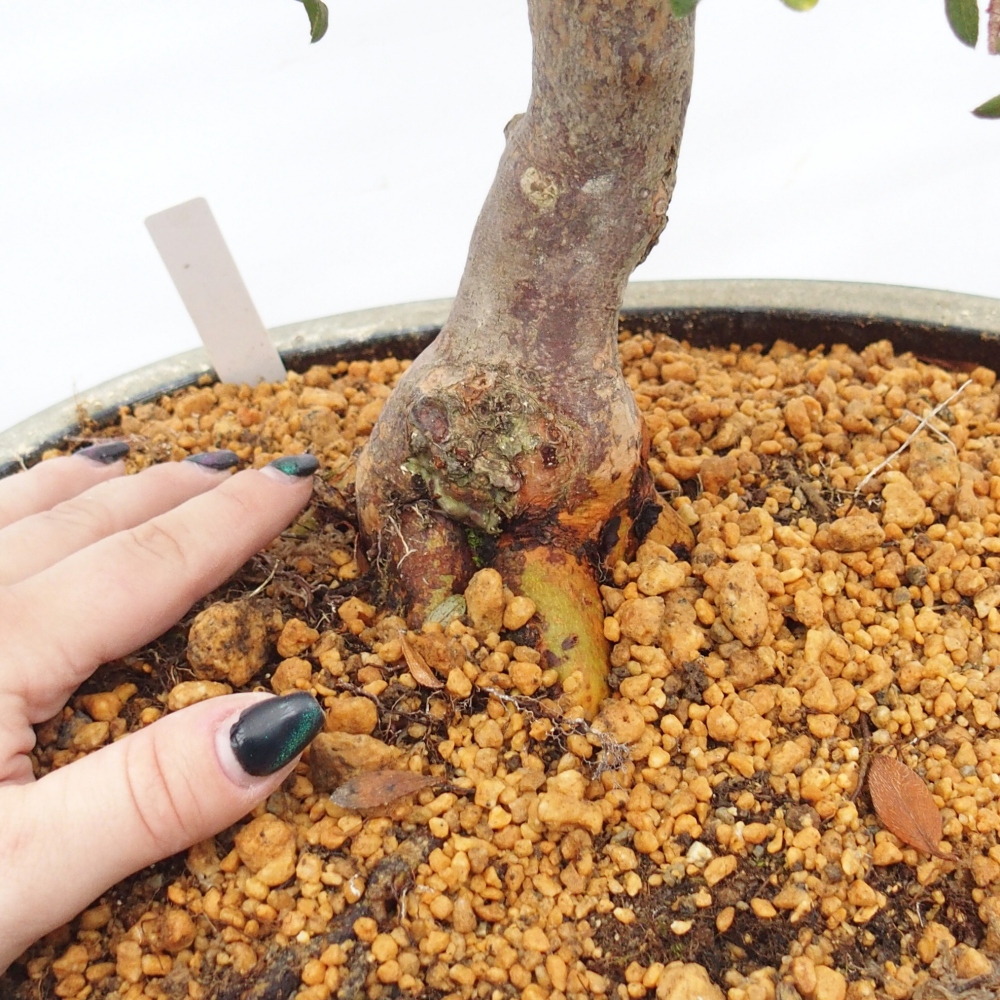 Bonsaï d'extérieur - Azalée japonaise - Azalea Akari