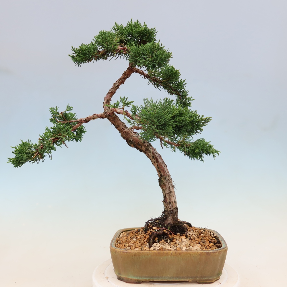 Bonsaï d'extérieur - Juniperus chinensis Kishu