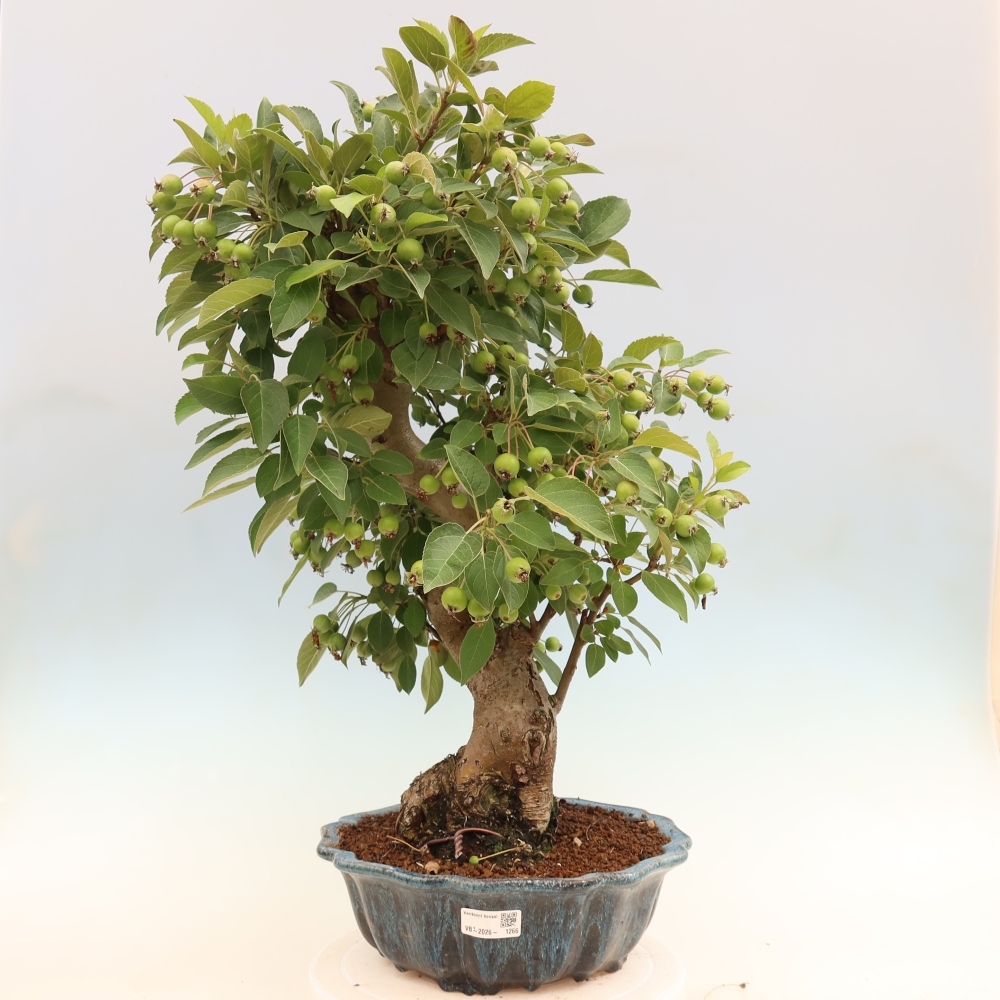 Bonsaï d'extérieur -Malus halliana - Pommier à petits fruits