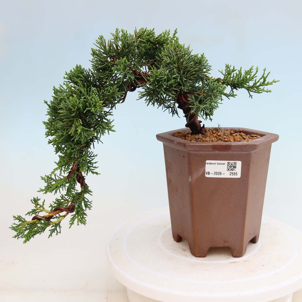 Bonsaï d'extérieur - Juniperus chinensis Kishu