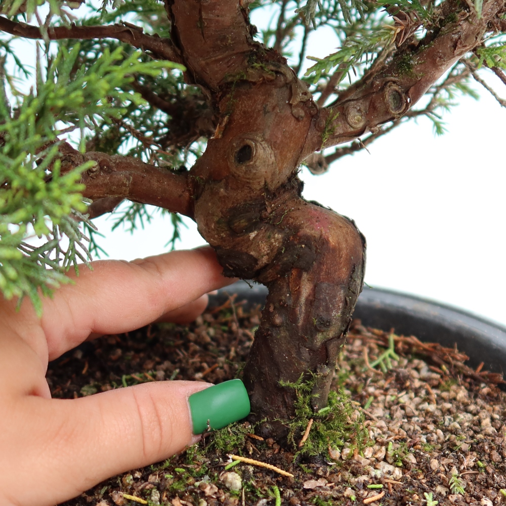 Bonsaï d'extérieur - Juniperus chinensis Itoigawa-Juniperus chinensis