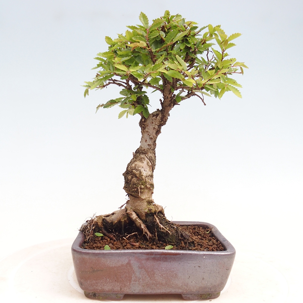 Bonsaï d'extérieur - Zelkova - Zelkova NIRE