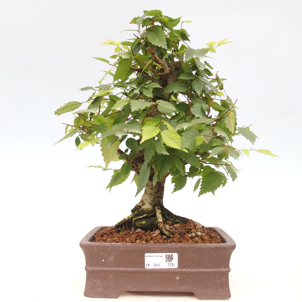 Bonsaï d'extérieur - Zelkova - Zelkova NIRE