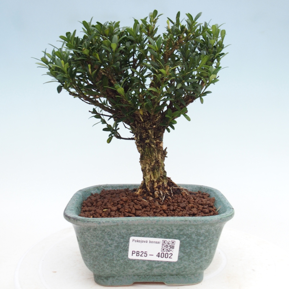 Bonsaï de chambre - Buxus harlandii - buxus liège