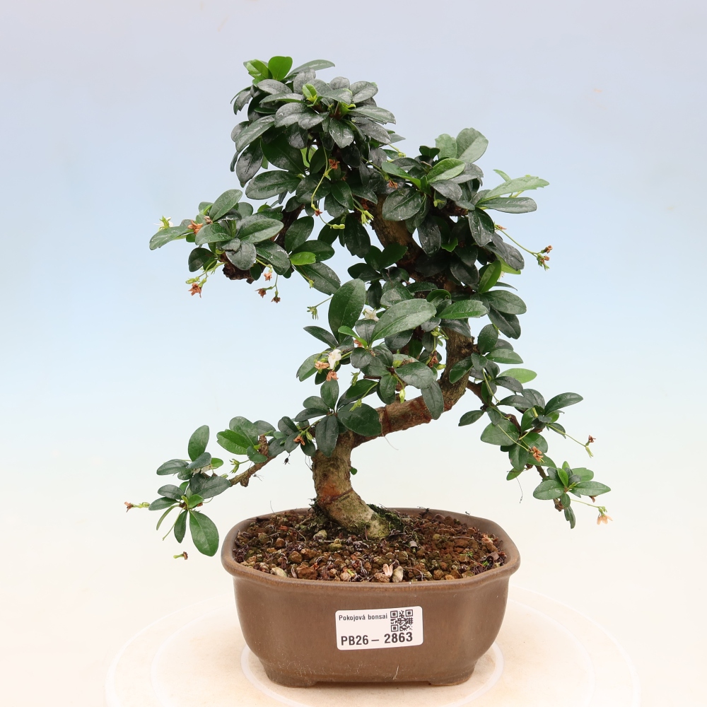 Bonsaï de chambre - Carmona macrophylla - Tea fuki