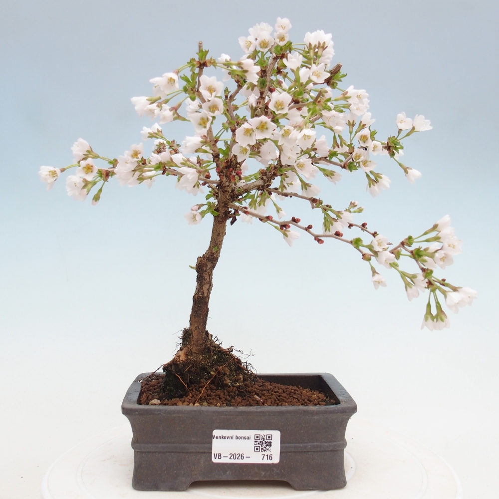 Bonsaï d'extérieur - Prunus incisa Kojou-no mai-Plivon découpé