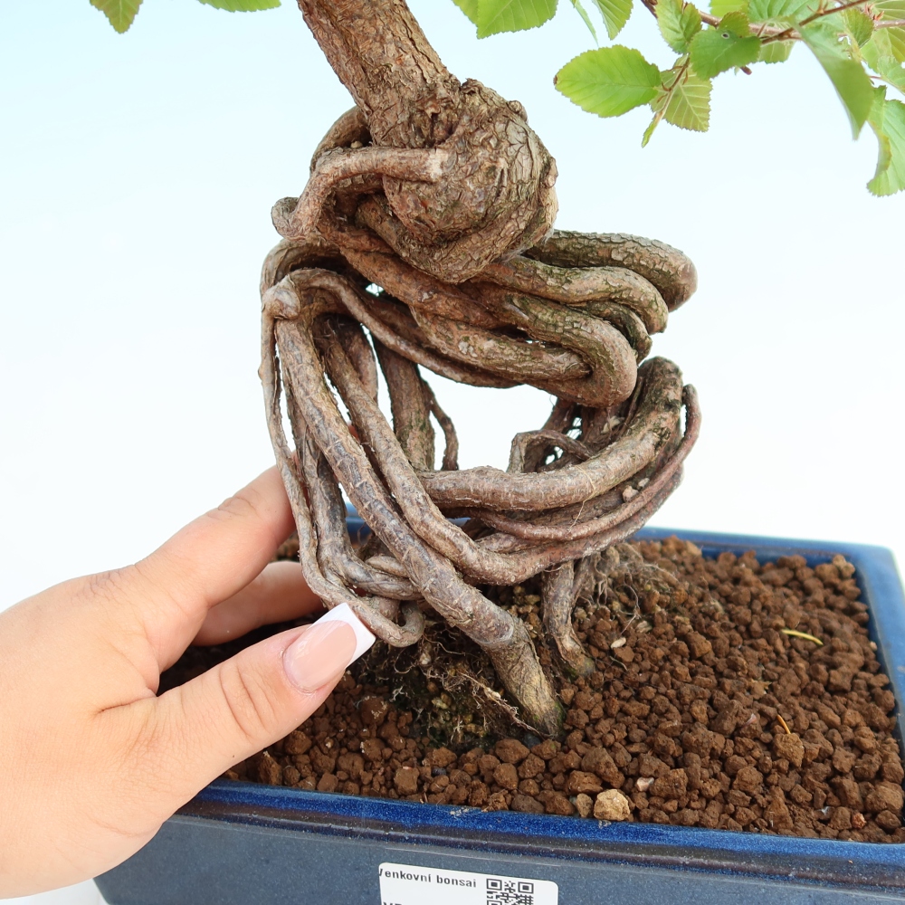 Bonsaï d'extérieur -Carpinus Coreana - Charme de Corée