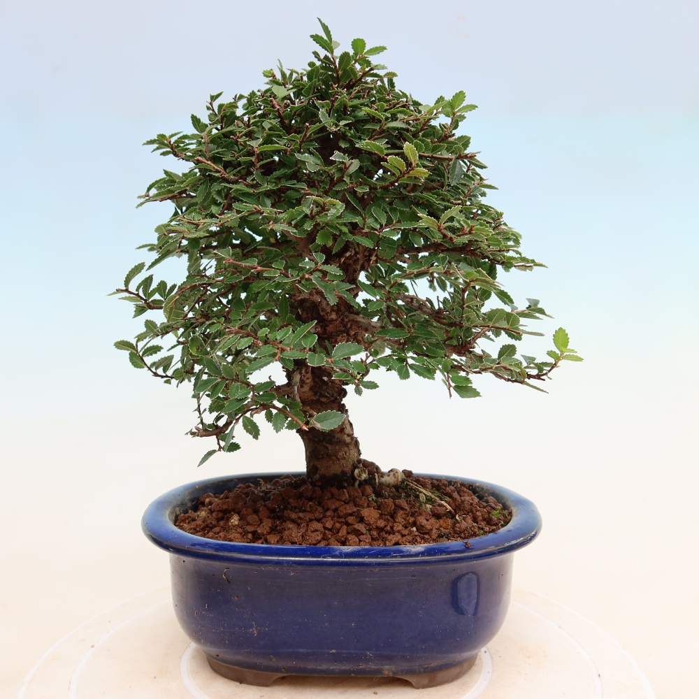 Bonsaï d'extérieur - Zelkova - Zelkova NIRE