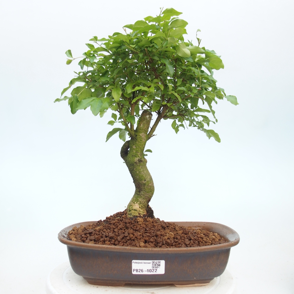 Bonsaï de chambre -Ligustrum chinensis - Bec d'oiseau