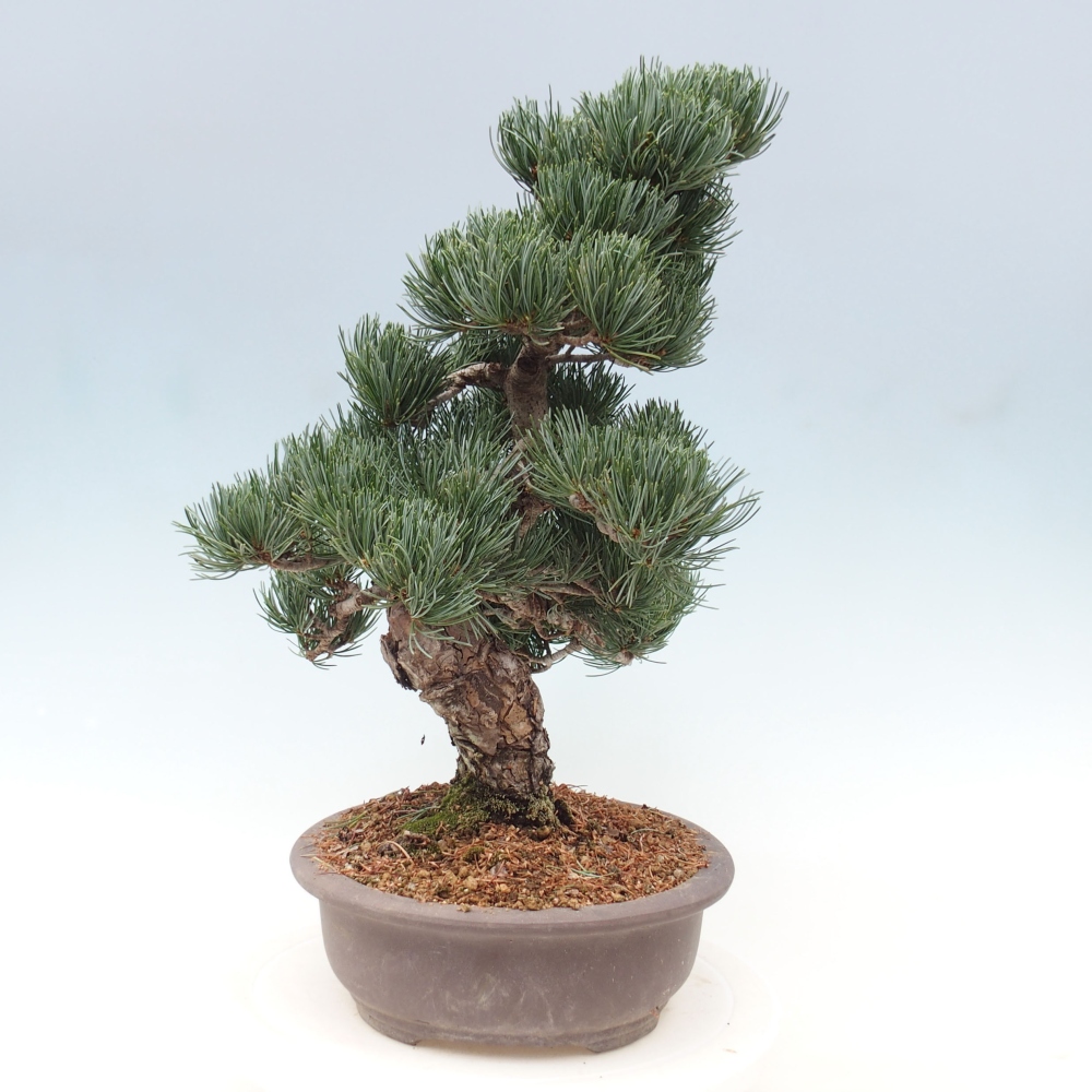 Bonsaï d'extérieur - Pinus parviflora - Pinus parviflora