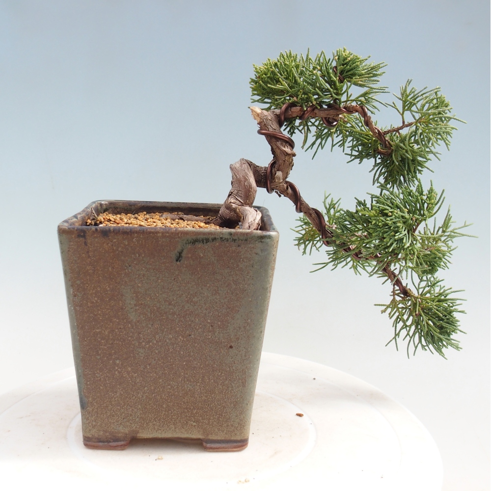 Bonsaï d'extérieur - Juniperus chinensis Kishu