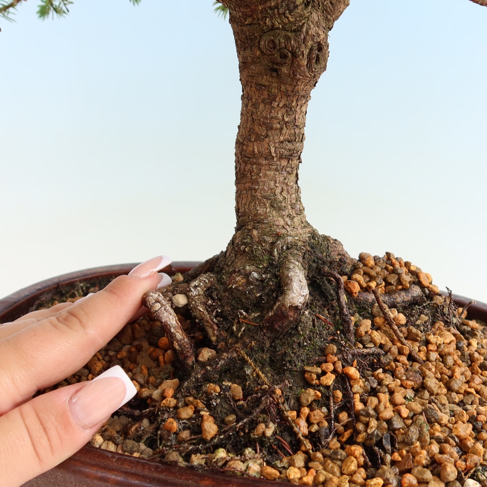 Bonsaï d'extérieur - Picea glauca Echiniformis – Épicéa bleu