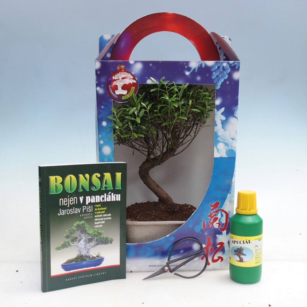 Bonsaï d'intérieur dans une boîte cadeau Syzygium - Pimento tree