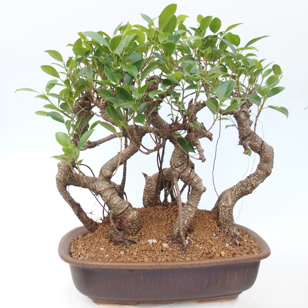 Salle bonsaï - Ficus kimmen - ficus à petites feuilles