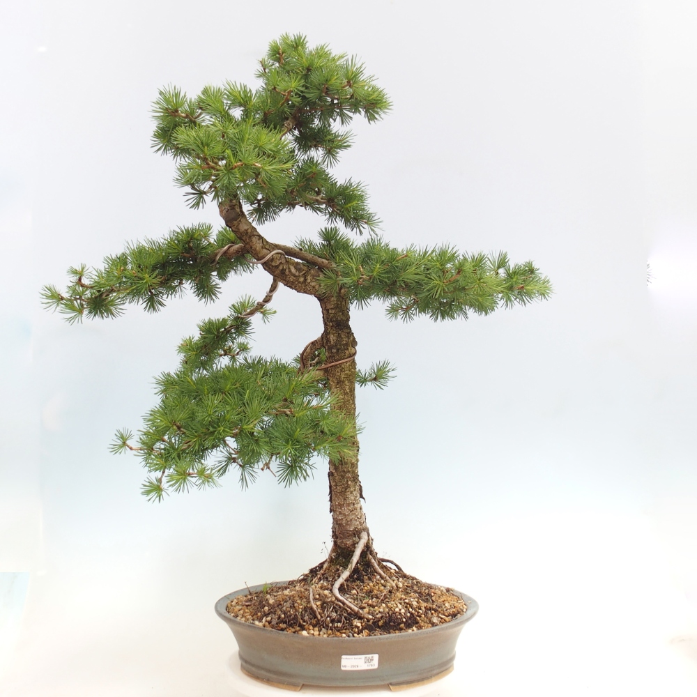 Bonsaï d'extérieur -Larix decidua - Mélèze