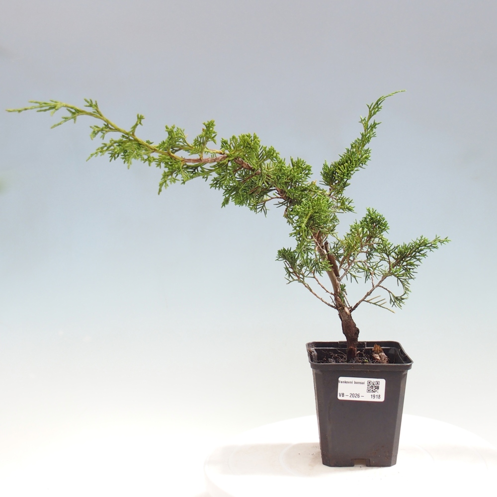 Bonsaï d'extérieur - Juniperus chinensis Itoigawa