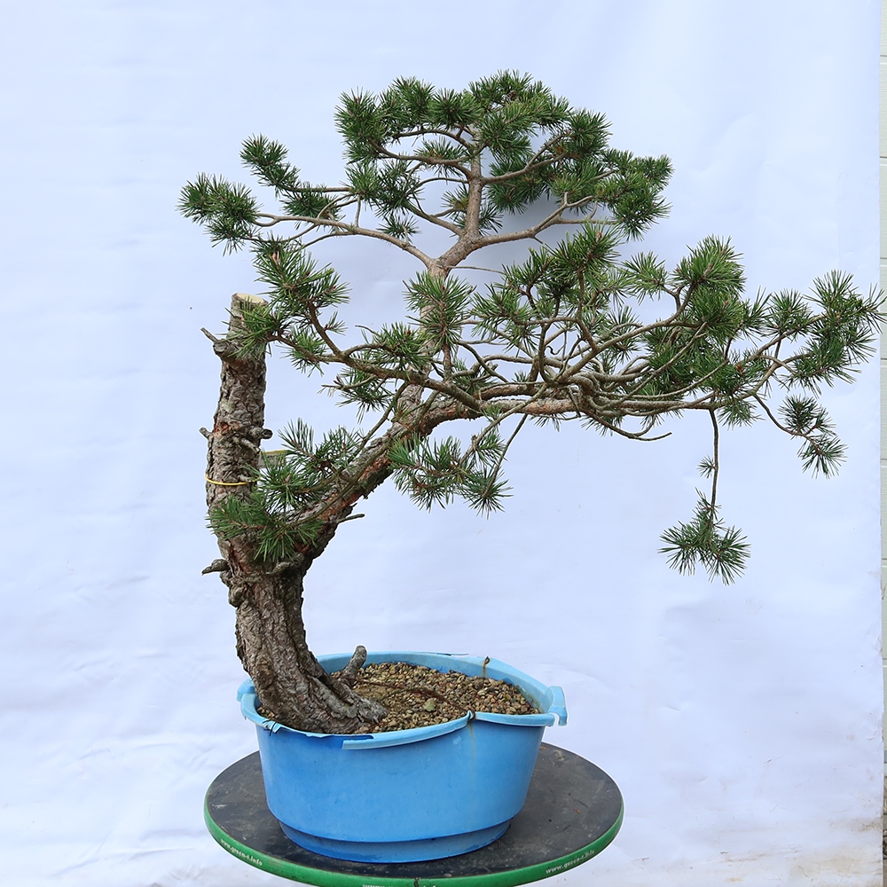 Pinus sylvestris Espagne - pin sylvestre