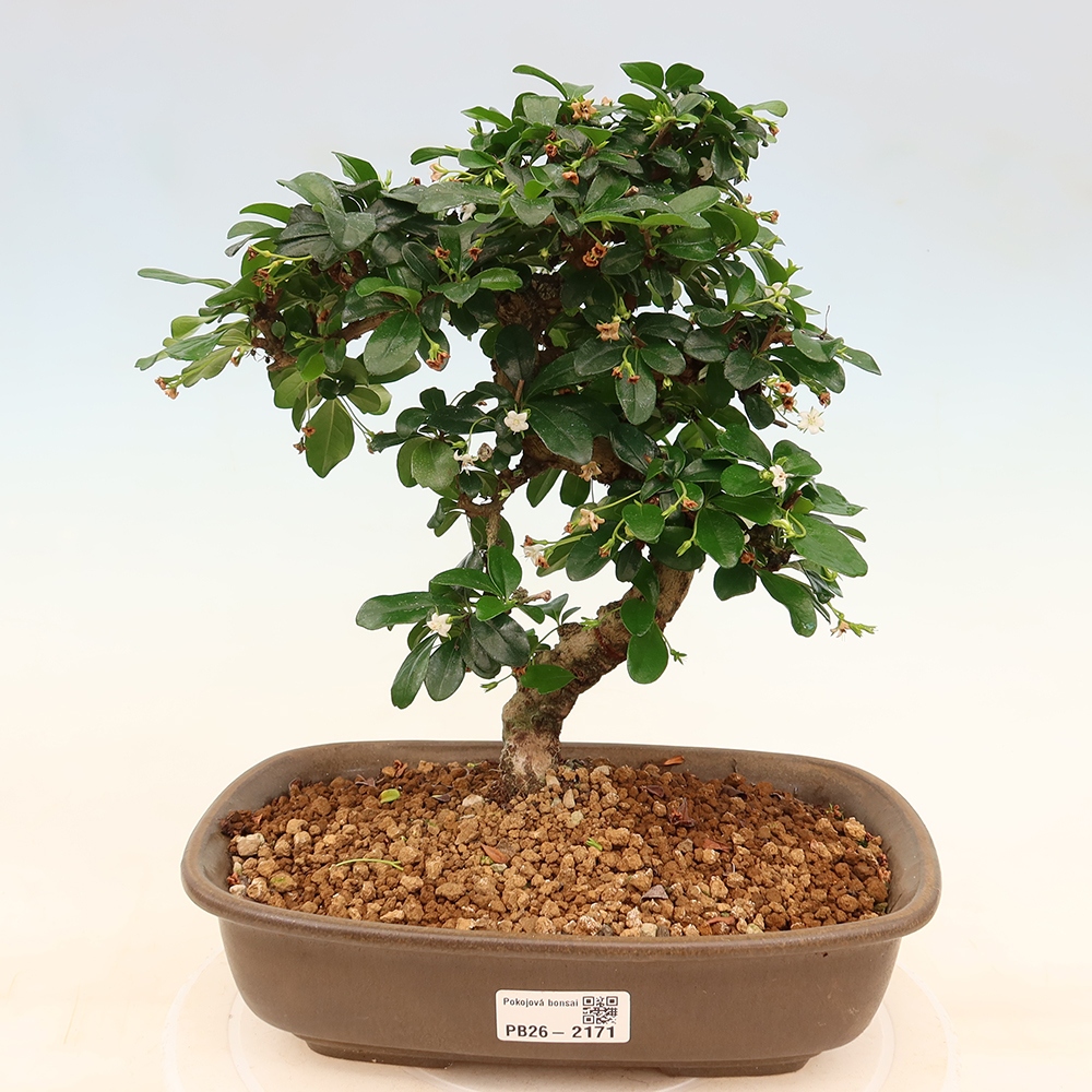 Bonsaï de chambre - Carmona macrophylla - Tea fuki