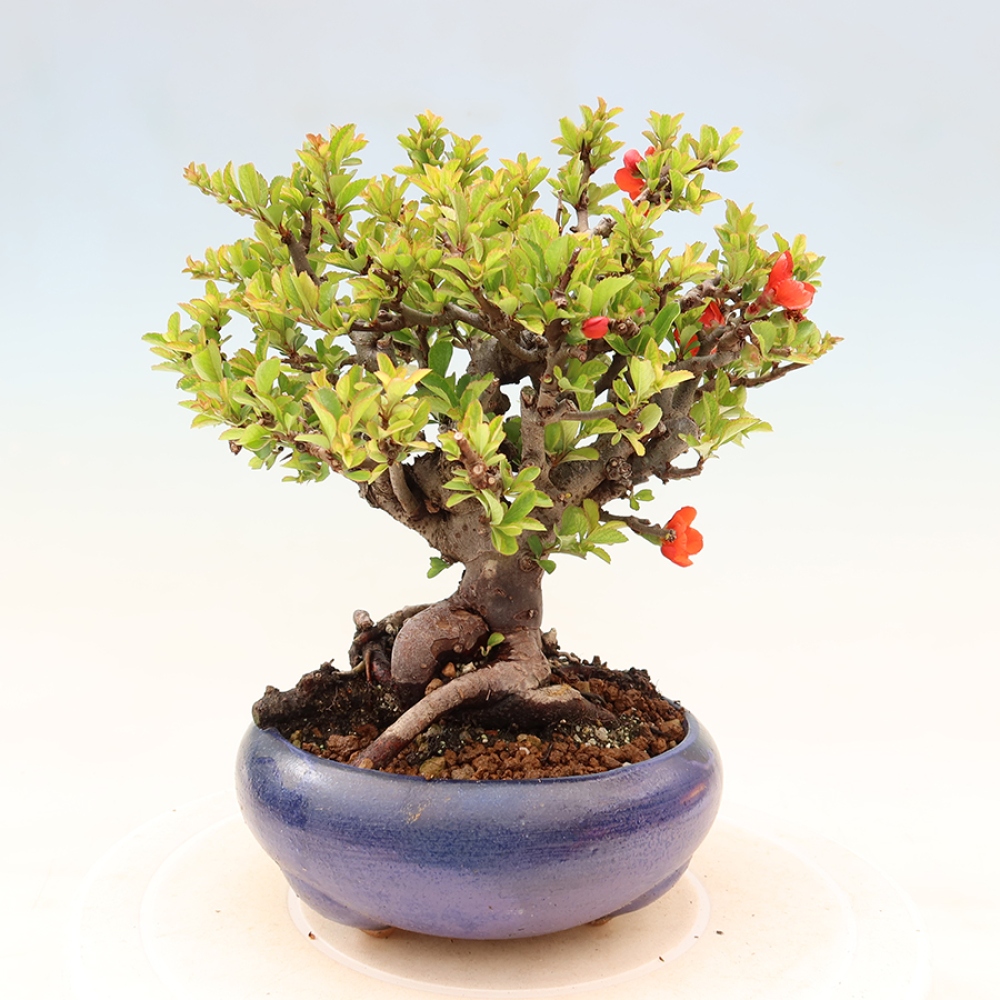 Bonsaï d'extérieur - Chaneomeles speciosa Chojubai