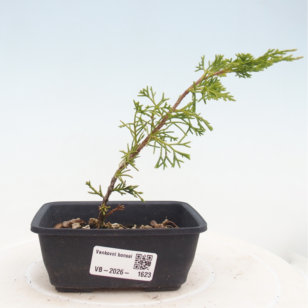 Bonsaï d'extérieur - Juniperus chinensis Itoigawa