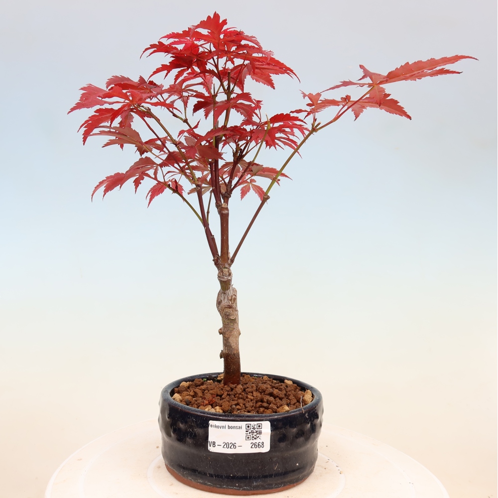 Bonsaï d'extérieur - Acer palm. Atropurpureum-Javor palmate