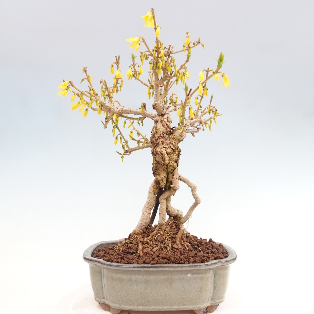 Bonsaï d'extérieur - Zlatice - Forsythia koreana