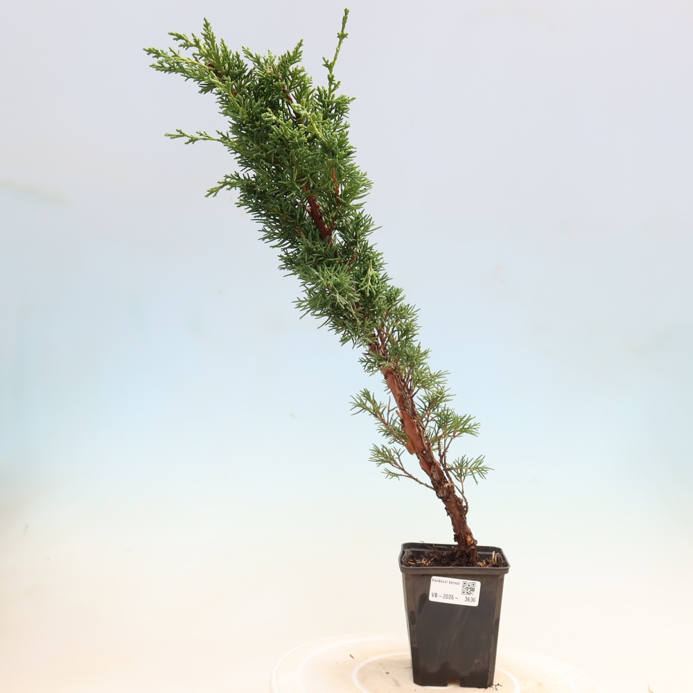 Bonsaï d'extérieur - Juniperus chinensis Kishu