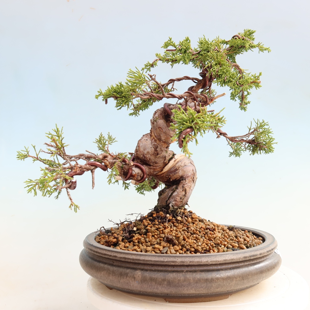 Bonsaï d'extérieur - Juniperus chinensis Itoigawa-Juniperus chinensis