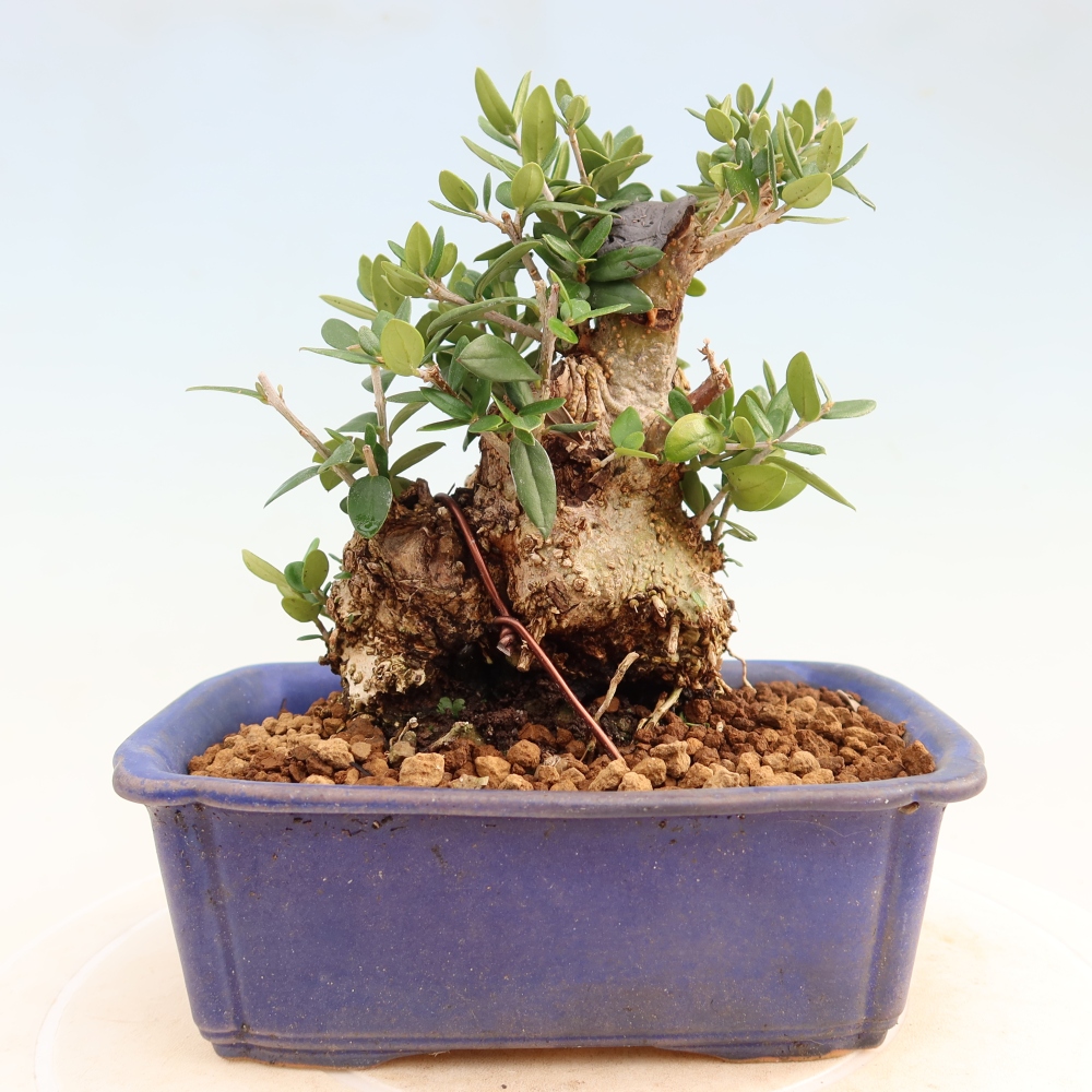 Bonsaï d'intérieur - Olea europaea sylvestris