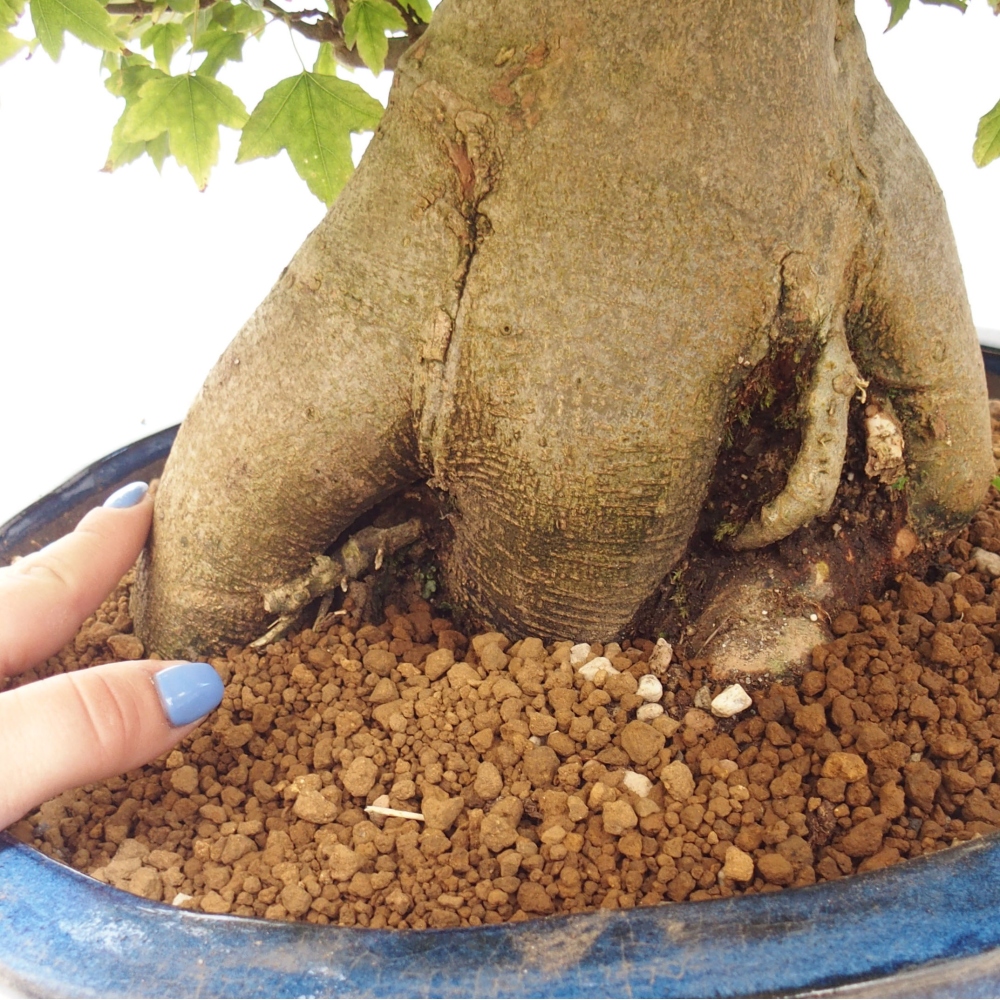Bonsaï d'extérieur - Acer Buergerianum - Burger Maple