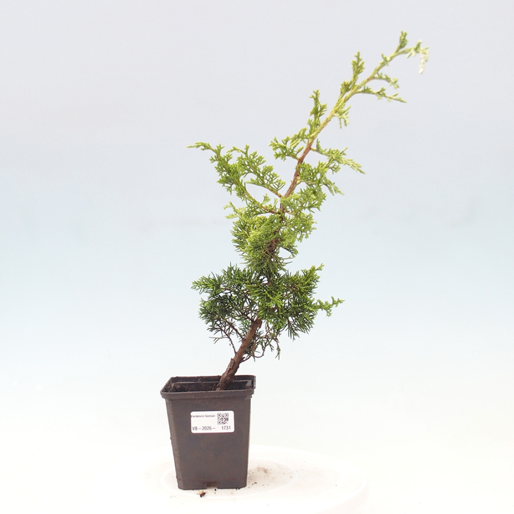 Bonsaï d'extérieur - Juniperus chinensis Itoigawa